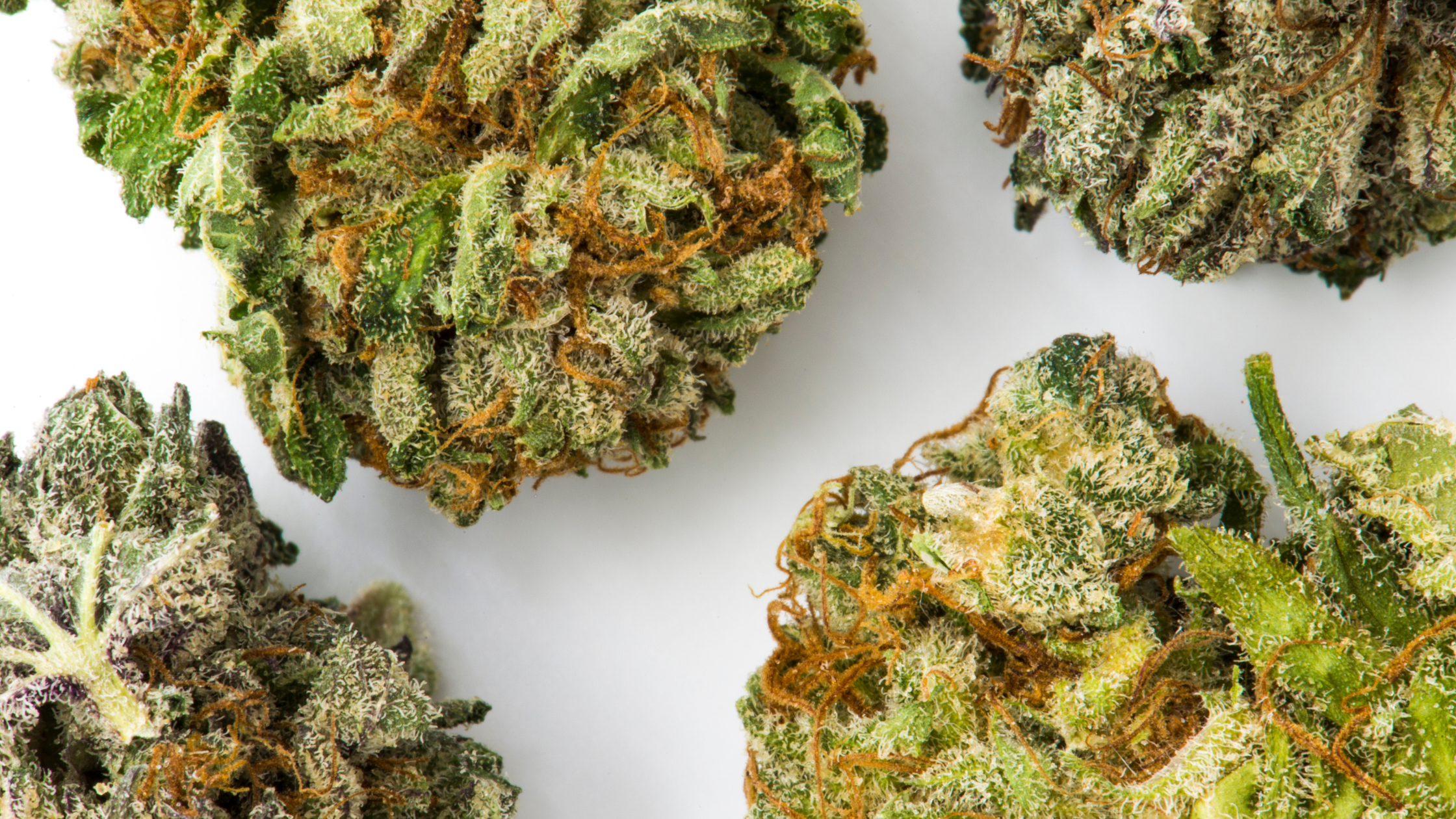 Cannabis Strains 101: Classifying Cannabis